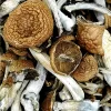 Shrooms (7.0g)