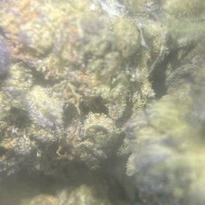Bubbalicious 7.0